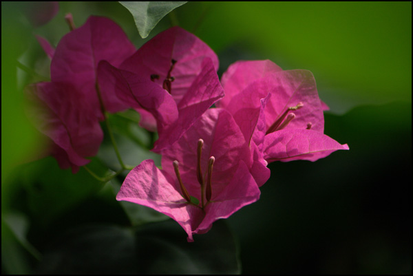 20110327192127_k20d3637.jpg 20110327192127_k20d3637.jpg