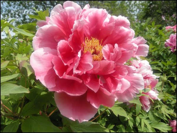 20110328154230_rose_2.jpg 20110328154230_rose_2.jpg