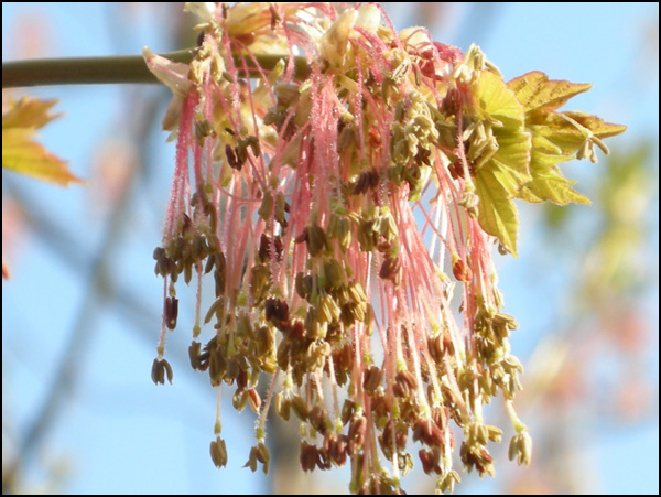 20110328154230_rose_3.jpg 20110328154230_rose_3.jpg