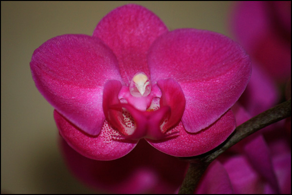 20110328163112_orchidee.jpg 20110328163112_orchidee.jpg