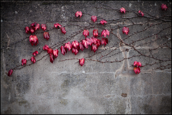 20110328231044_ecarlate.jpg 20110328231044_ecarlate.jpg