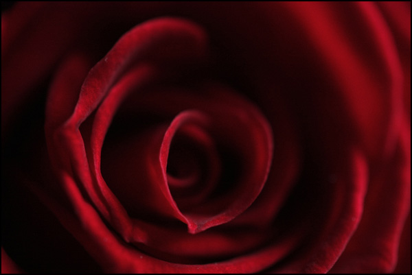 20110328231837_coeur_de_rose.jpg 20110328231837_coeur_de_rose.jpg