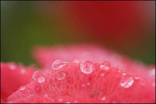 20110328231837_rose_perlee.jpg 20110328231837_rose_perlee.jpg