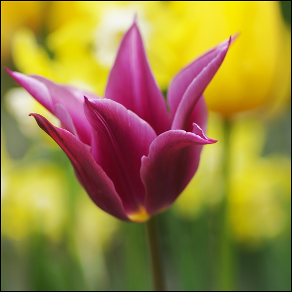 20110329102336_nimgp0848.jpg 20110329102336_nimgp0848.jpg