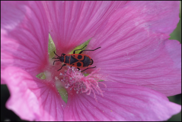 20110329102336_nimgp2777.jpg 20110329102336_nimgp2777.jpg