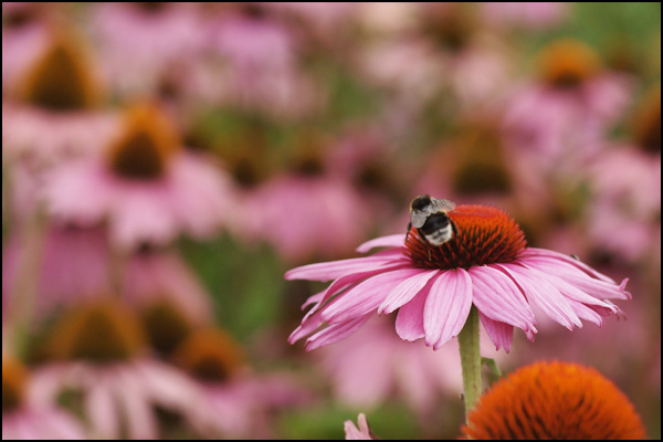 20110329102336_nimgp9022.jpg 20110329102336_nimgp9022.jpg