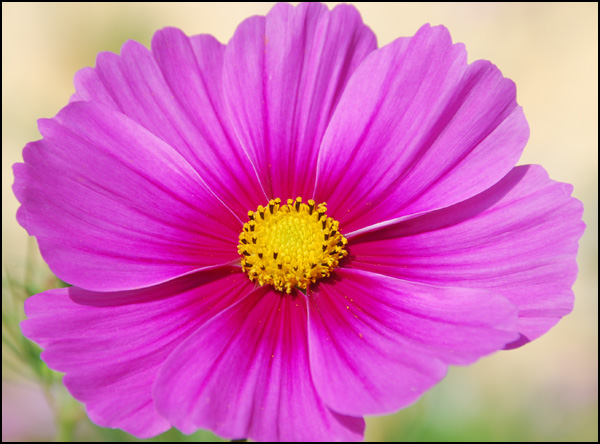 20110329185618_magenta__1_.jpg 20110329185618_magenta__1_.jpg