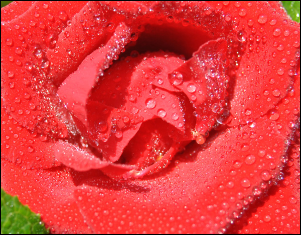 20110329185618_magenta__2_.jpg 20110329185618_magenta__2_.jpg