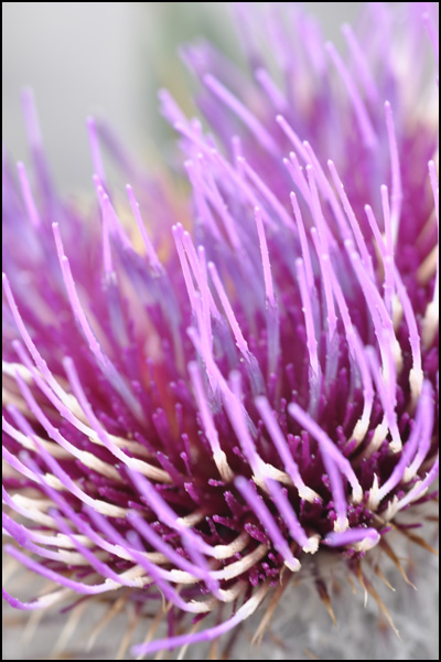 20110329230159_2009_08_10__098_serratule_fausse_centauree.jpg 20110329230159_2009_08_10__098_serratule_fausse_centauree.jpg