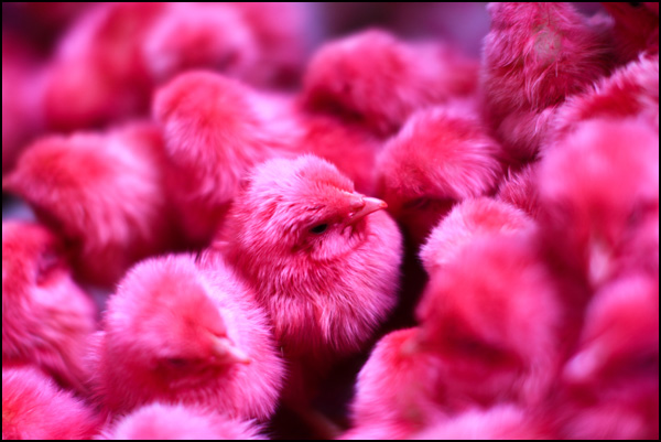 20110330113810_colored_chick_magenta.jpg 20110330113810_colored_chick_magenta.jpg