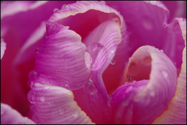 20110330150005_magenta1.jpg 20110330150005_magenta1.jpg