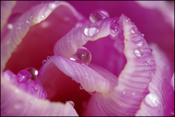 20110330150006_magenta2.jpg 20110330150006_magenta2.jpg