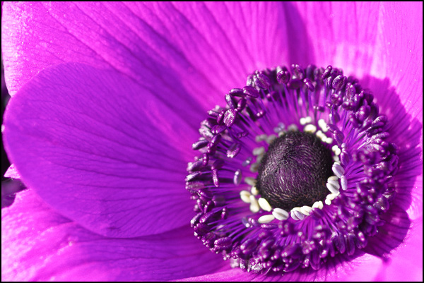 20110330150006_magenta3.jpg 20110330150006_magenta3.jpg