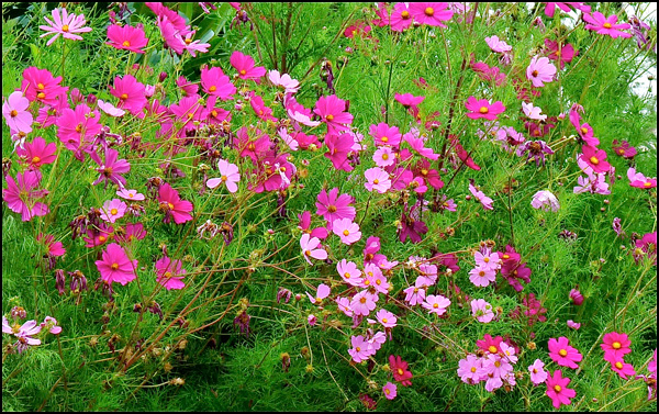 20110330154023_p1180498.jpg 20110330154023_p1180498.jpg