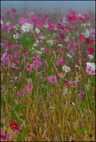 20110330164743_jachere_montverdun.jpg 20110330164743_jachere_montverdun.jpg