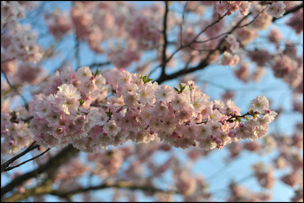 20110330185055_dsc_1445.jpg 20110330185055_dsc_1445.jpg