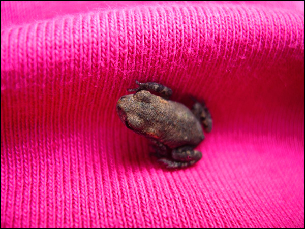 20110330190919_samira_osterop___pink_lady.jpg 20110330190919_samira_osterop___pink_lady.jpg