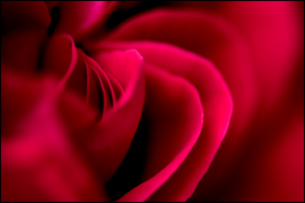 20110330224225_reve_de_rose.jpg 20110330224225_reve_de_rose.jpg