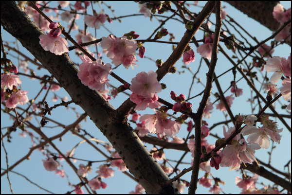 20110330225836_img_1750.jpg 20110330225836_img_1750.jpg