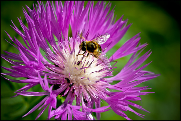 20110330235848_clos_du_coudray_syrphe_original.jpg 20110330235848_clos_du_coudray_syrphe_original.jpg