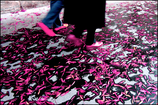 20110329130823_feuilles.jpg 20110329130823_feuilles.jpg