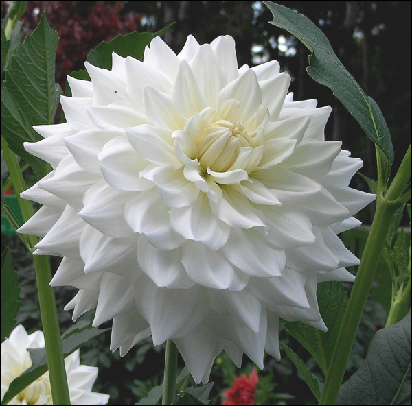 20110523111054_white_dahlia.jpg 20110523111054_white_dahlia.jpg