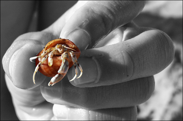 20110608224951_bernard_l_hermite_ 20110608224951_bernard_l_hermite_