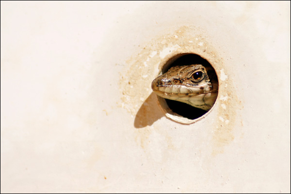 20110609201512_rt_mg_0417 20110609201512_rt_mg_0417