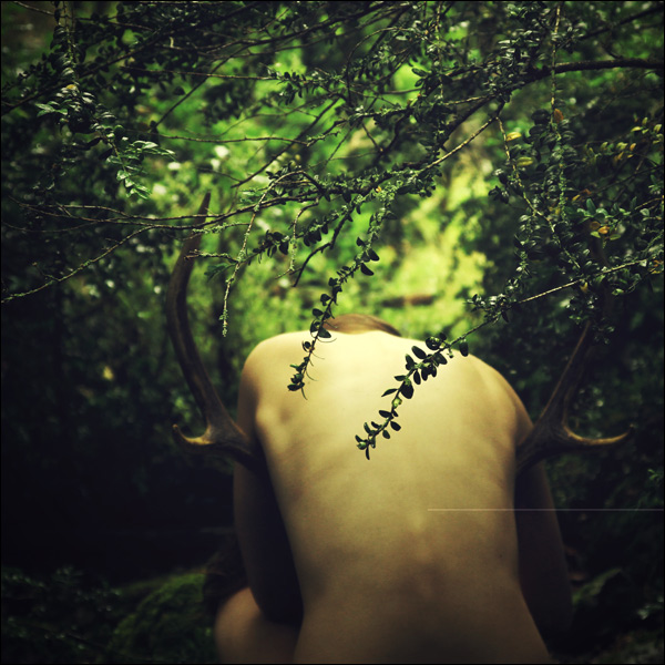 20110729142648_roe_deer_by_venus_galerie_d3ih79r 20110729142648_roe_deer_by_venus_galerie_d3ih79r