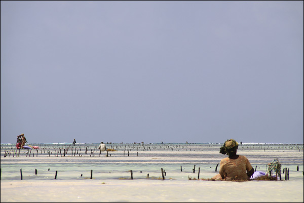 20110808190029_zanzibar_2181_browser 20110808190029_zanzibar_2181_browser