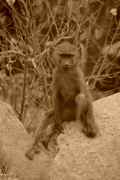 20111212104333_sg104340 20111212104333_sg104340