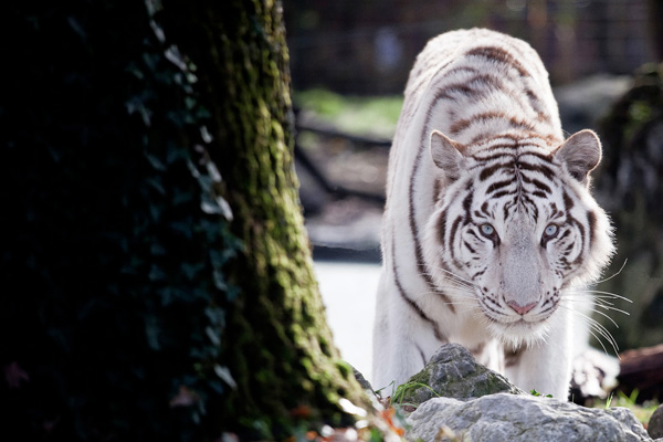 20111212110030_11122011_img_3798_3 20111212110030_11122011_img_3798_3