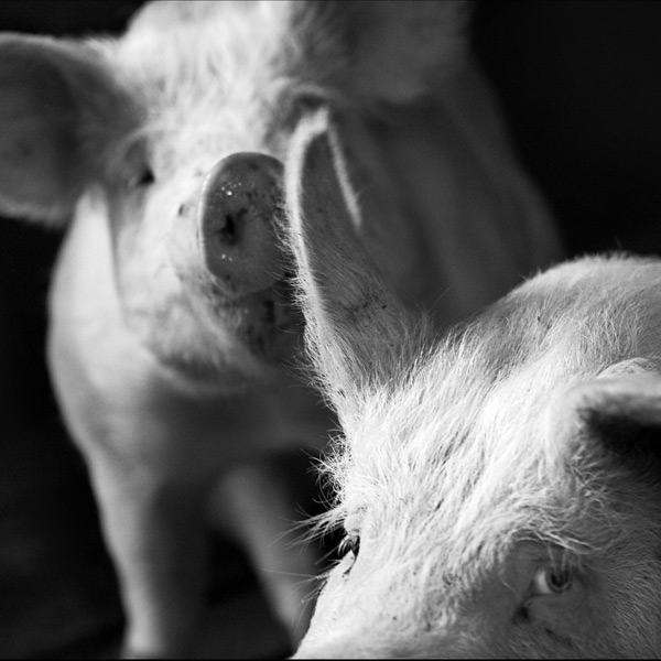 20120130142137_as_costenoble 20120130142137_as_costenoble