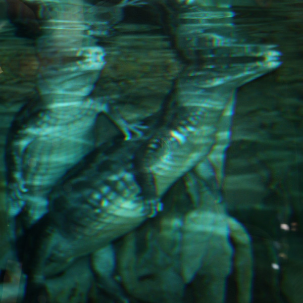 20120130142603_crocodiles 20120130142603_crocodiles