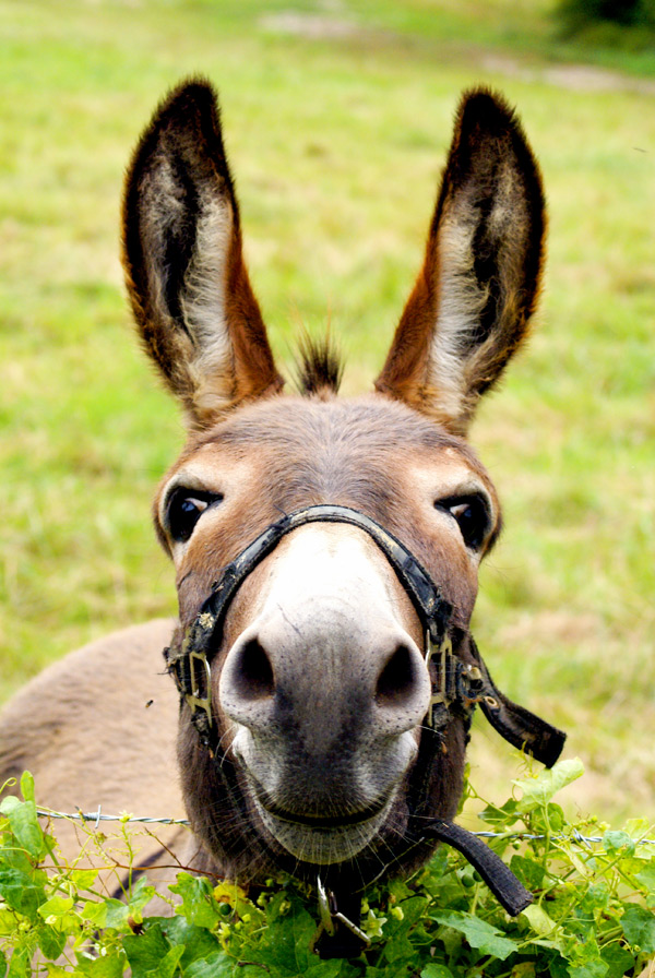 20120130123520_ane_reibenberg 20120130123520_ane_reibenberg