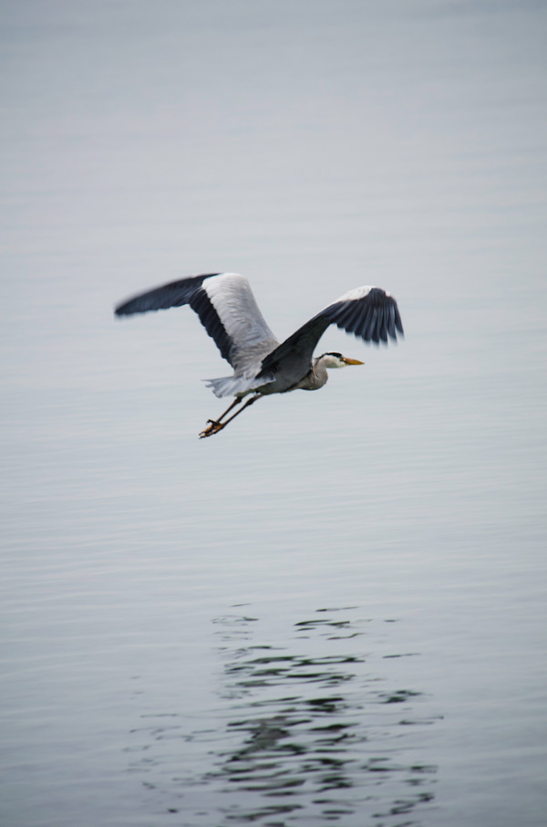 20120130131932_heron 20120130131932_heron