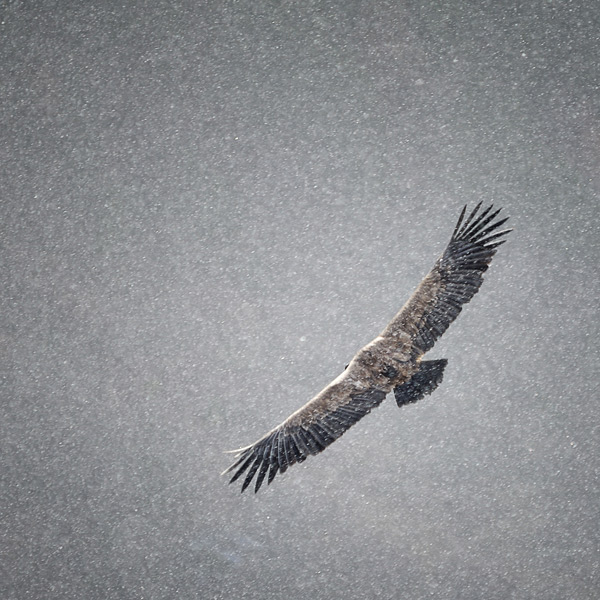 20120130132201_2011_12_19_10_13_23___dsc_8787_carre 20120130132201_2011_12_19_10_13_23___dsc_8787_carre