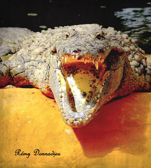 20120130134515_dsc_4397 20120130134515_dsc_4397