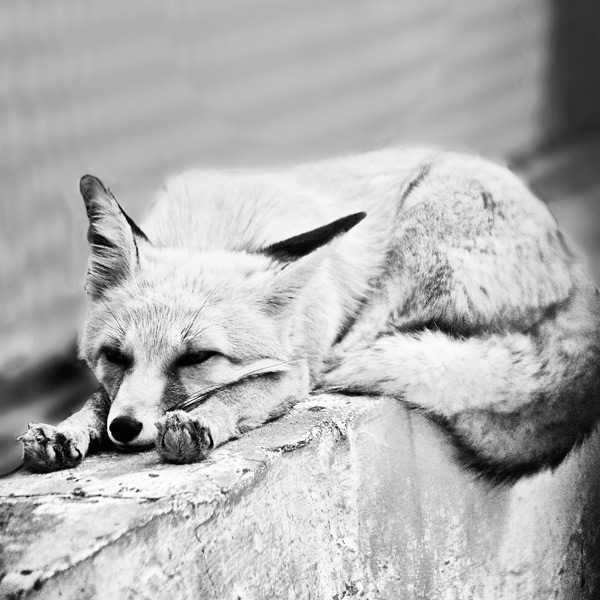 20120130153935_fenec_ou_renard_des_sables_ 20120130153935_fenec_ou_renard_des_sables_