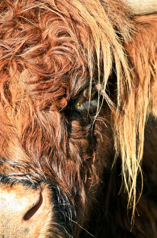 20120130174312_animal 20120130174312_animal