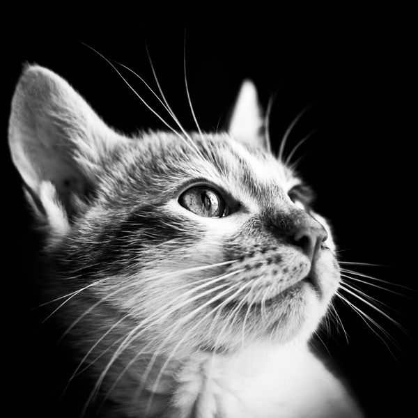 20120130174747_img_2916_2 20120130174747_img_2916_2