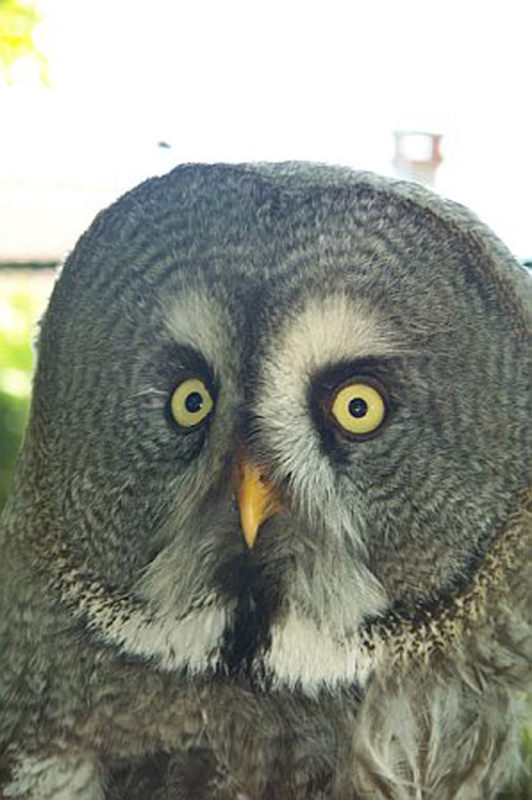 20120130174555_grand_duc 20120130174555_grand_duc