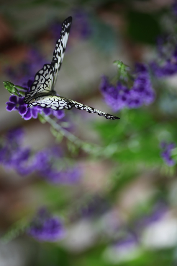 20120130174943_img_2089 20120130174943_img_2089