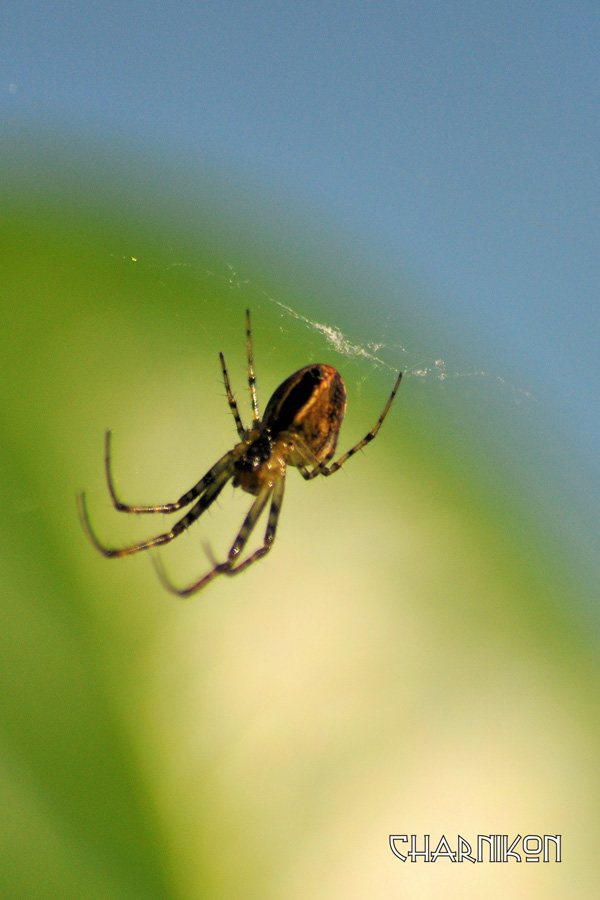 20120130175024_travailleuse1597902089249145389 20120130175024_travailleuse1597902089249145389