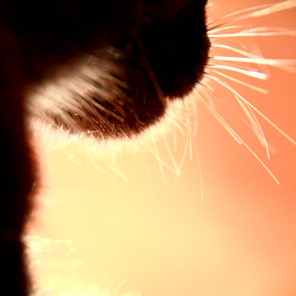 20120130182305_carre_felin 20120130182305_carre_felin