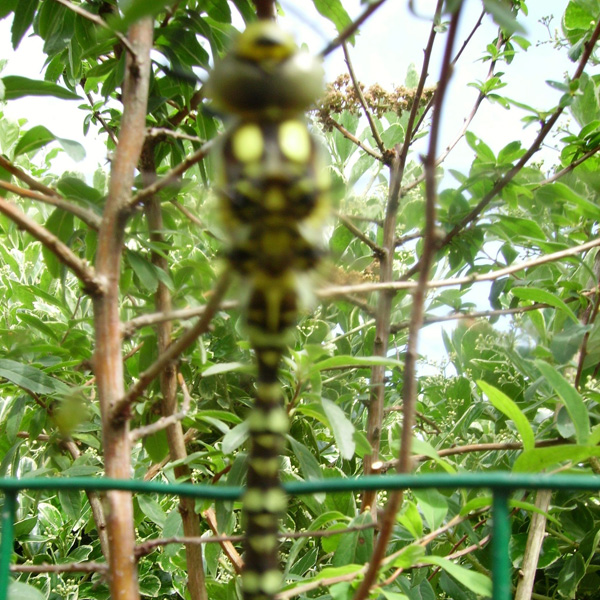 20120130202806_libeltiges_ 20120130202806_libeltiges_