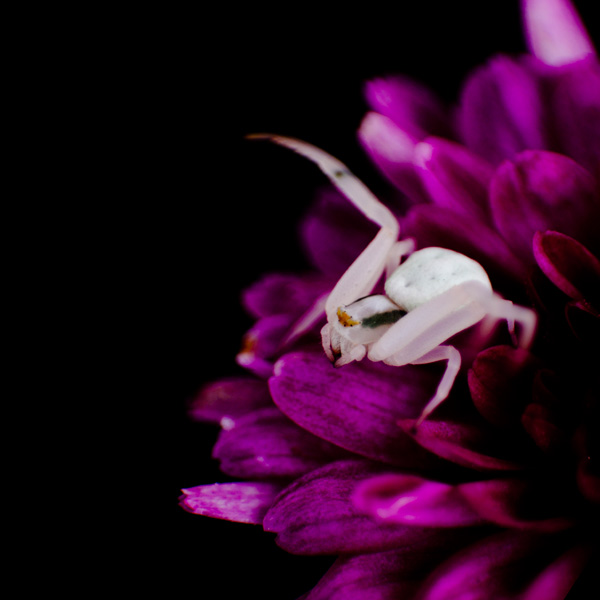 20120130181452_attaque 20120130181452_attaque