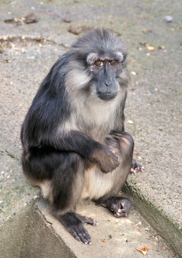 20120131085117_zoo_2011_093 20120131085117_zoo_2011_093