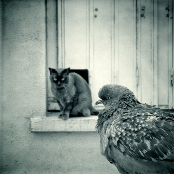 20120130160702_animal 20120130160702_animal