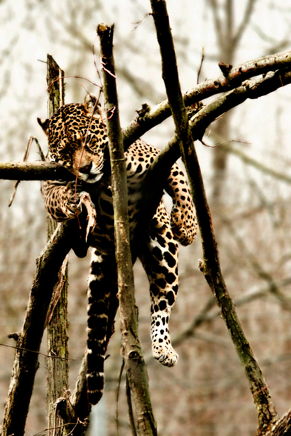 20120130163153_052_les_felins_de_nesles_02172009 20120130163153_052_les_felins_de_nesles_02172009